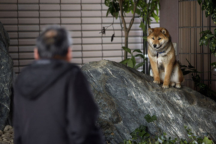 Japan : A man talks to an evacuated dog at an evacuee centre in Fukushima 