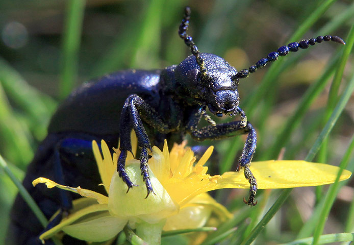 Week in wildlife: The National Trust Conduct Their Oil Beetle Survey