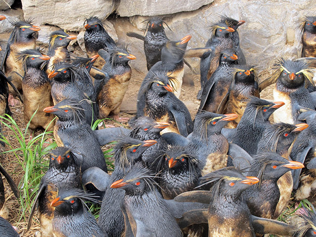 Week in wildlife: Shipwreck threatens island penguins