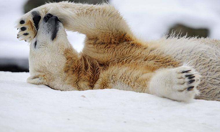Polar-bear-Knut-died-013.jpg