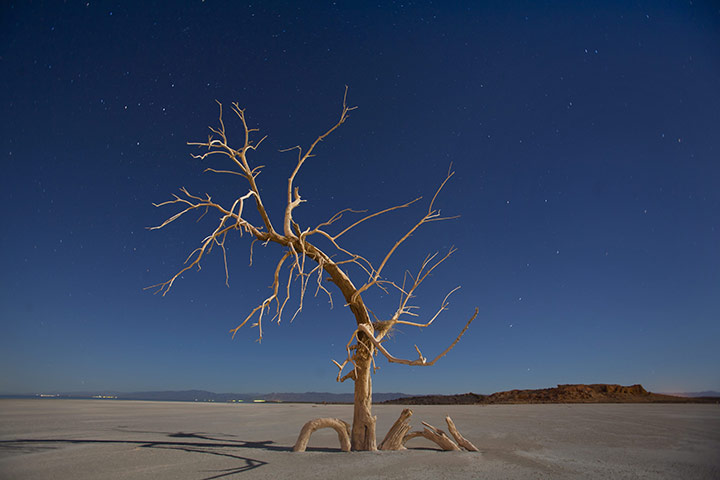 Week in wildlife:  Salton Sea Has One Of The Worst Environmental Sites in the USA