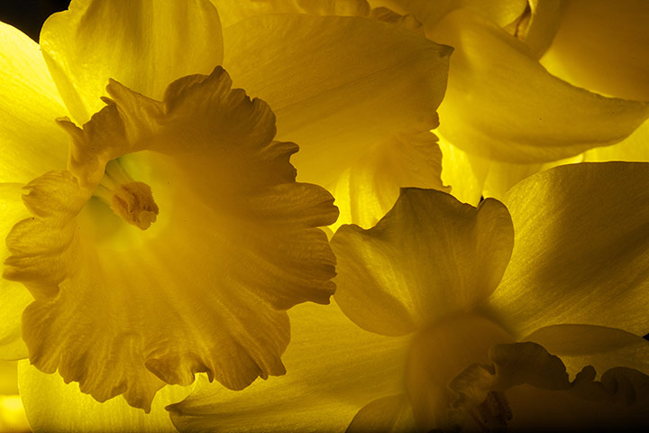Week in wildlife: Daffodil flowers 