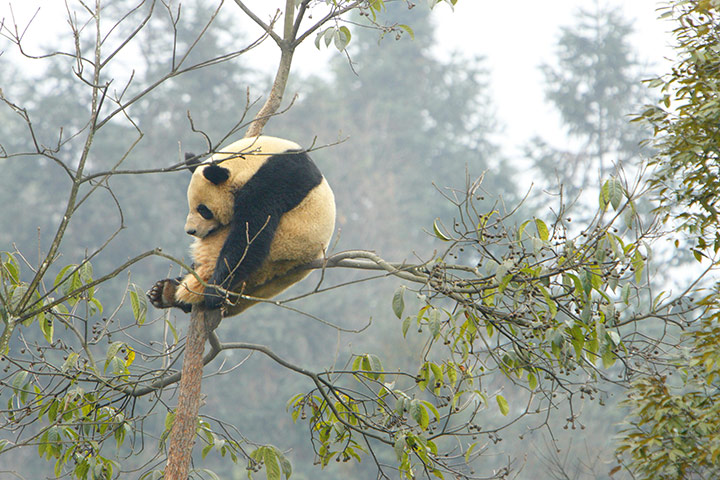 Week in wildlife: Pandas for Edinburgh Zoo