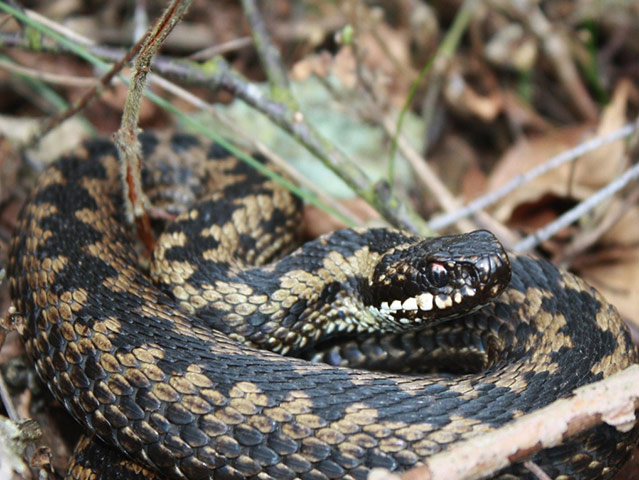 Week in wildlife: Adders come out of hibernation