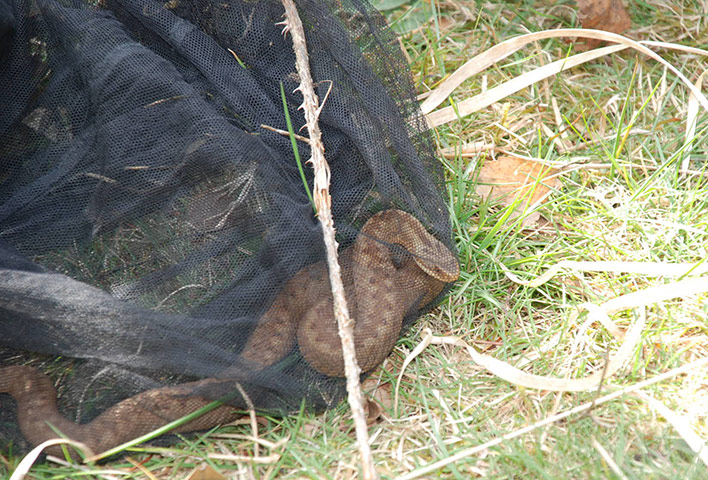 adder testing: Genetic survey 