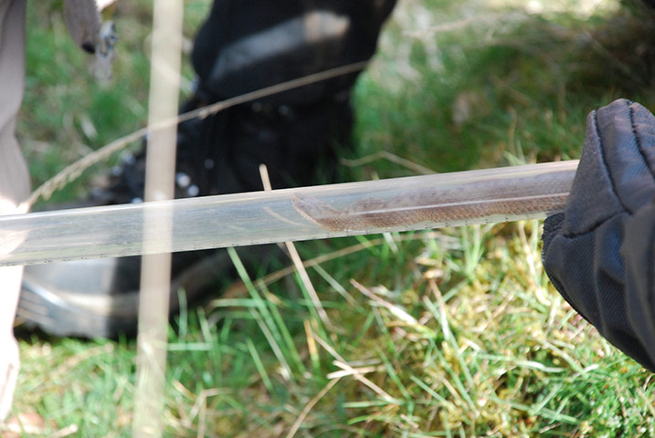 adder testing: genetic survey of the UK’s only venomous snake