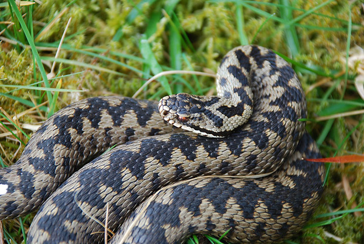adder testing: genetic survey of the UK’s only venomous snake