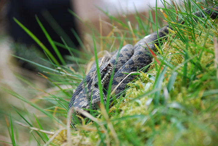adder testing: genetic survey of the UK’s only venomous snake