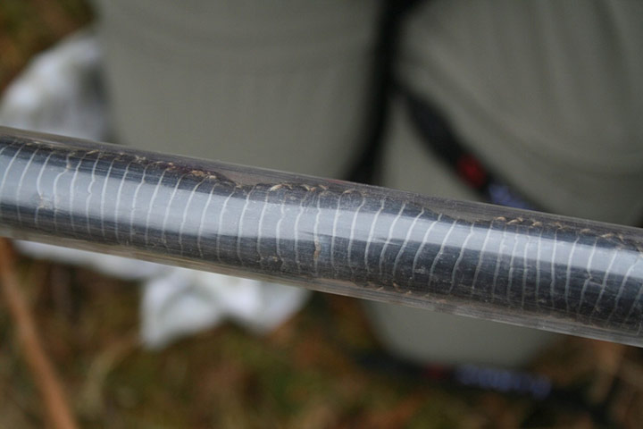 adder testing: genetic survey of the UK’s only venomous snake