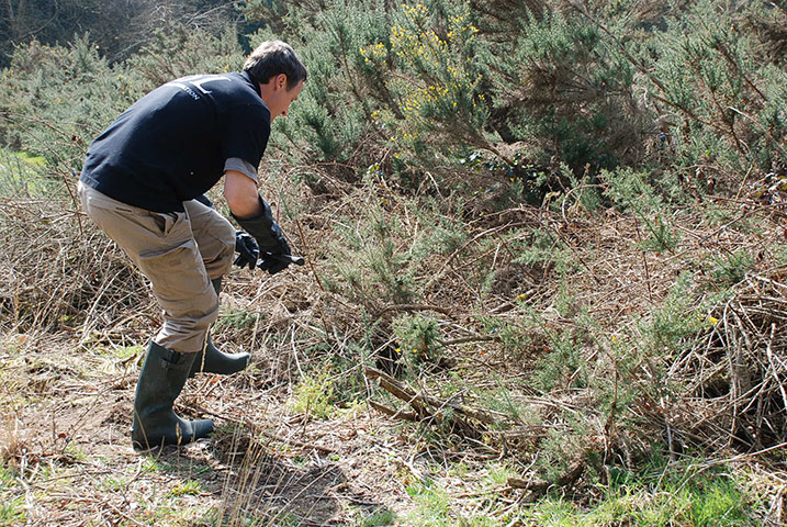 adder testing: genetic survey of the UK’s only venomous snake