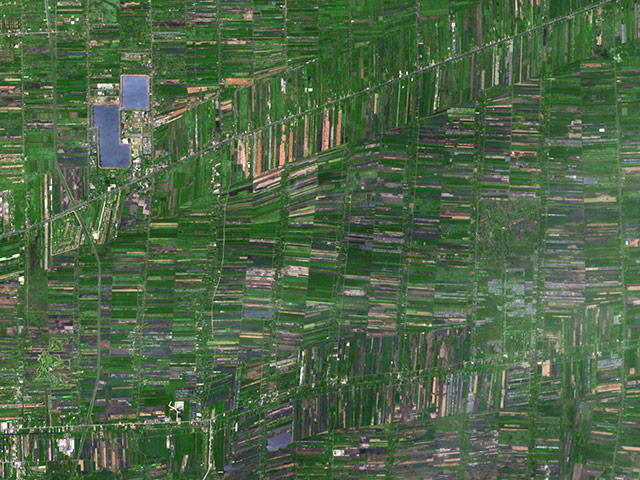 Agricultural Pattern: Outside of Bangkok, Thailand, rice paddies