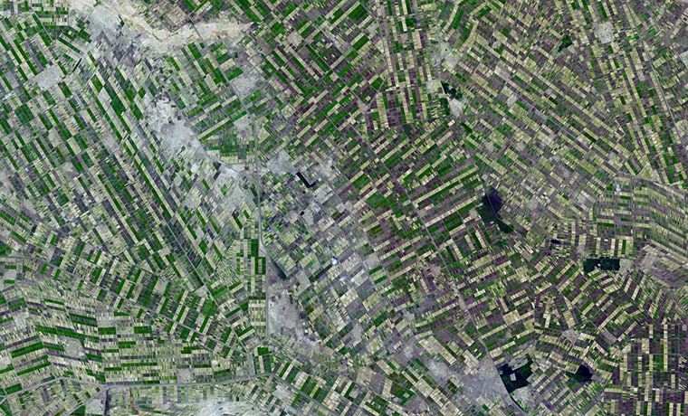 Agricultural Pattern: irrigated fields stretches out across the state of El Gezira