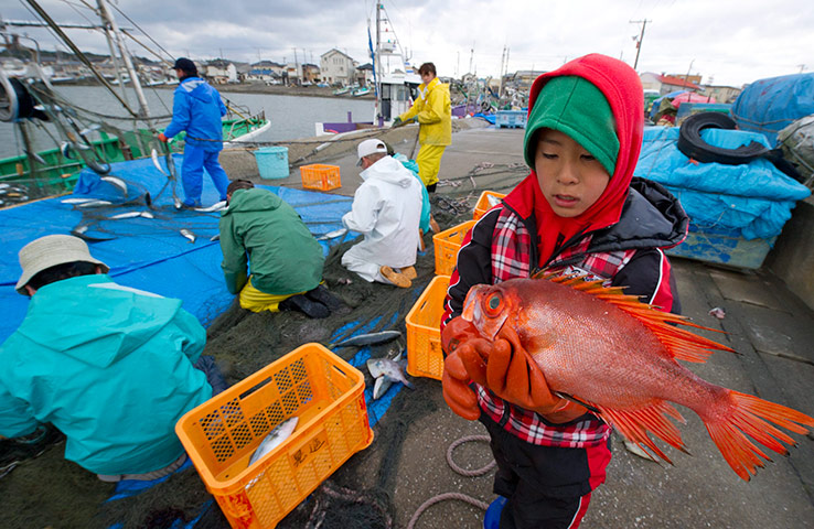 Japan: Family gathers the morning catch of fish  at Ohara port, Japan