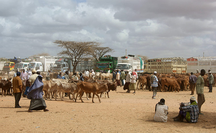 Pastoralism in crisis: Through horn of Africa : Kenya