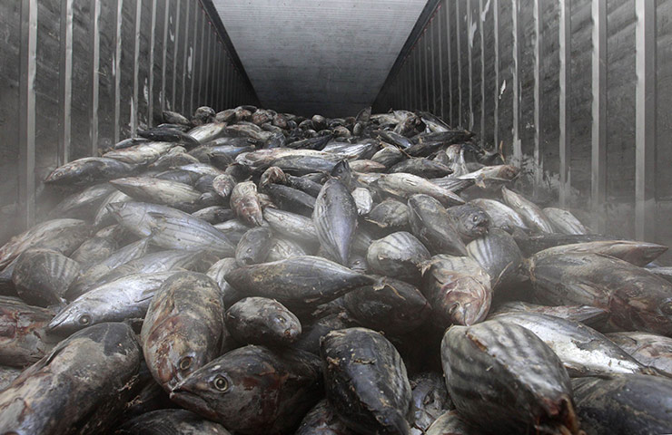 Japan nuclear crisis: Frozen fish imported from Japan 