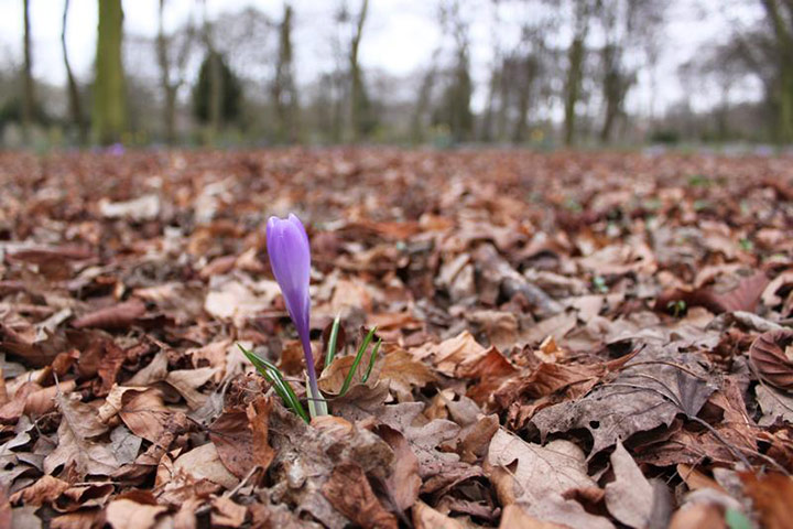 In pictures: rebirth: emerging crocus