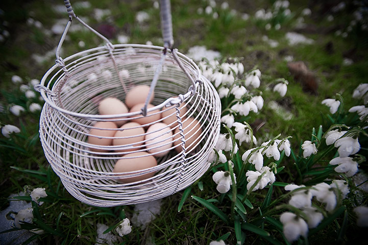 In pictures: rebirth: eggs in one basket