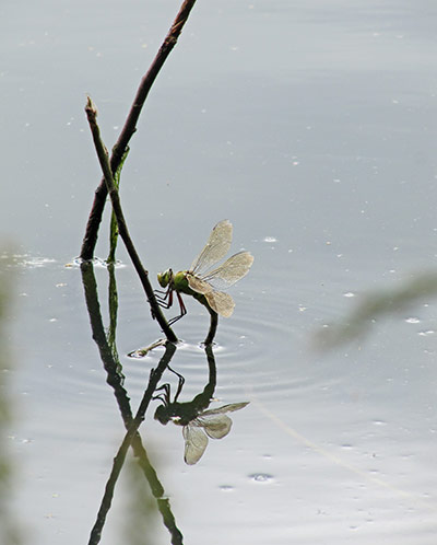 In pictures: rebirth: dragonfly laying eggs