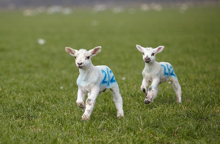 Guardian Camera Club: Lambs at Hadlow college, Kent