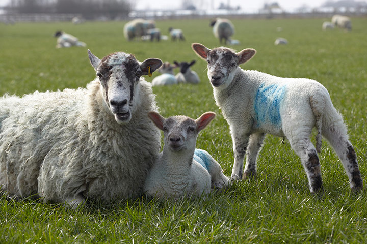 Guardian Camera Club: Lambs at Hadlow college, Kent