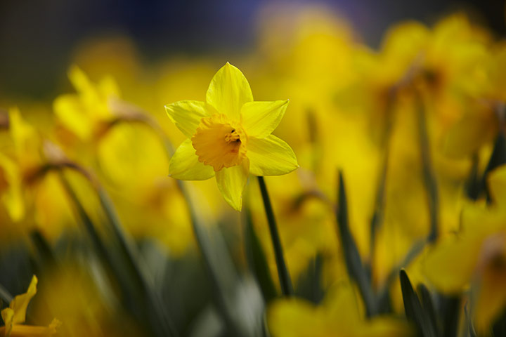 Guardian Camera Club: Daffodils at Hadlow college, Kent