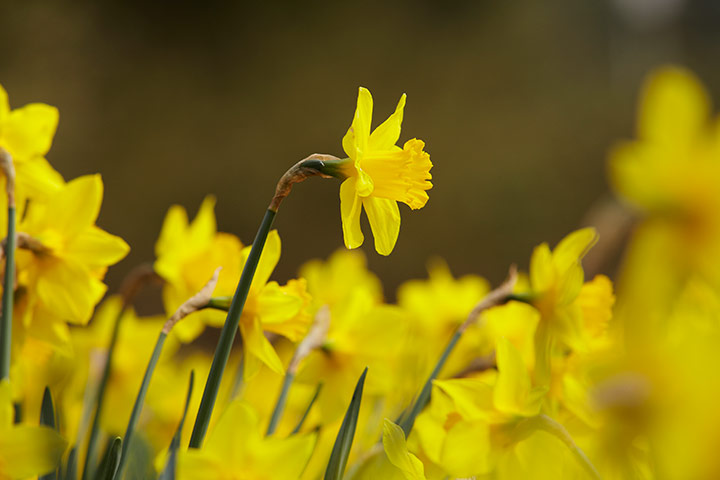 Guardian Camera Club: Daffodils at Hadlow college, Kent