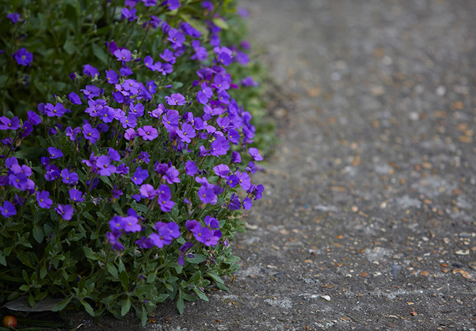 Guardian Camera Club: You can find spring colours in cities as well as rural areas