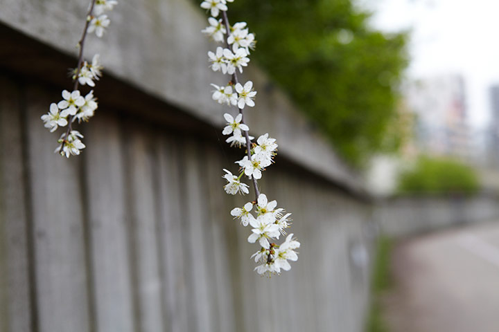 Guardian Camera Club: Fresh spring flowers juxtaposed against a wooden fence