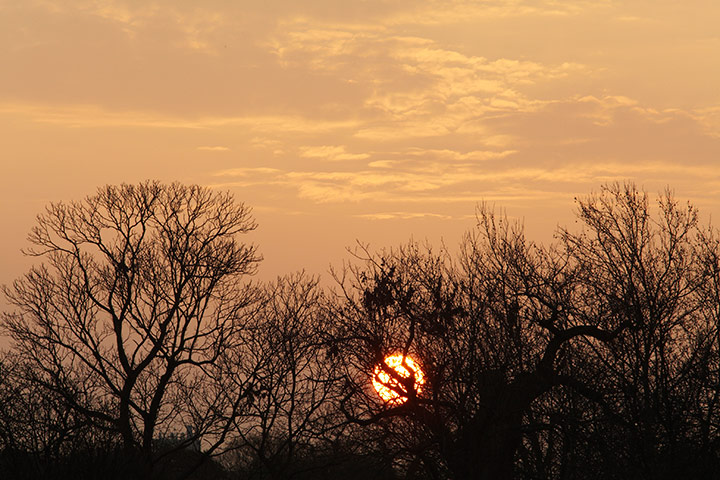 Guardian Camera Club: The spring sunrise over Greenwich Park, London