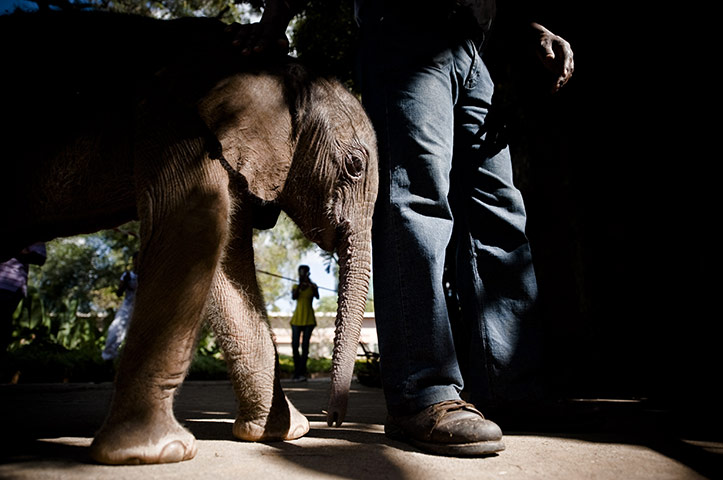 24 hours in pictures: African Savannah Elephant at the National Zoological Gardens
