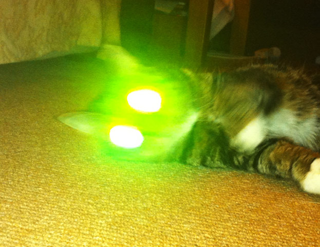 in pictures: flash: cat