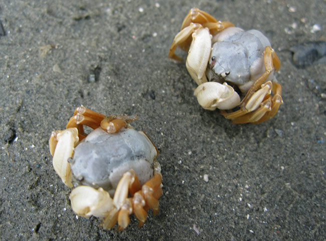 week in wildlife: Newly discovered crab species in Thailand