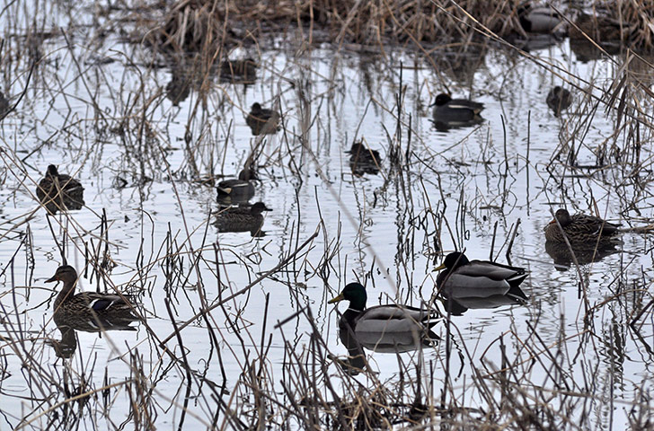 week in wildlife: Poaching Of Migratory Birds On Rise In Kashmir