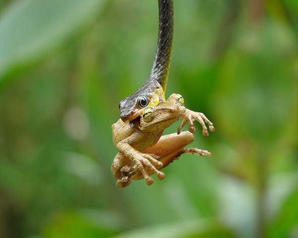 week in wildlife: Snake eats tree frog, Ecuadorian Amazon Basin, Ecuador - Feb 2011