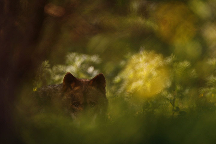week in wildlife: An Iberian wolf looks up at a centre run by the Grupo Lobo association