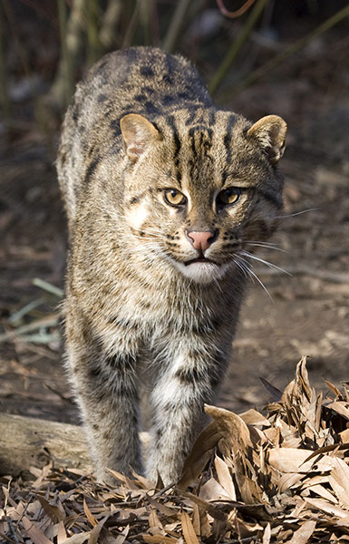 week in wildlife: One-year-old male fishing cat f