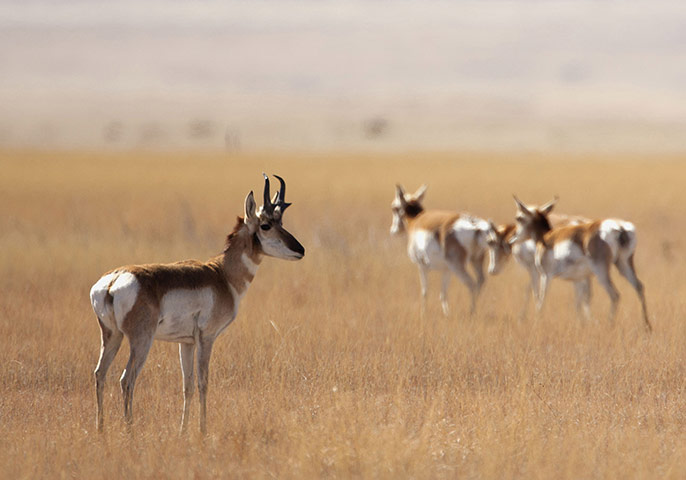 week in wildlife:  pronghorn antelope 
