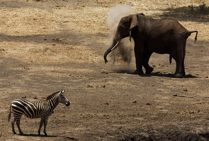 week in wildlife: Elephant Census in Kenya