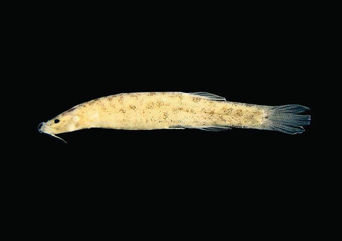 week in wildlife: a new species of catfish in Amazon