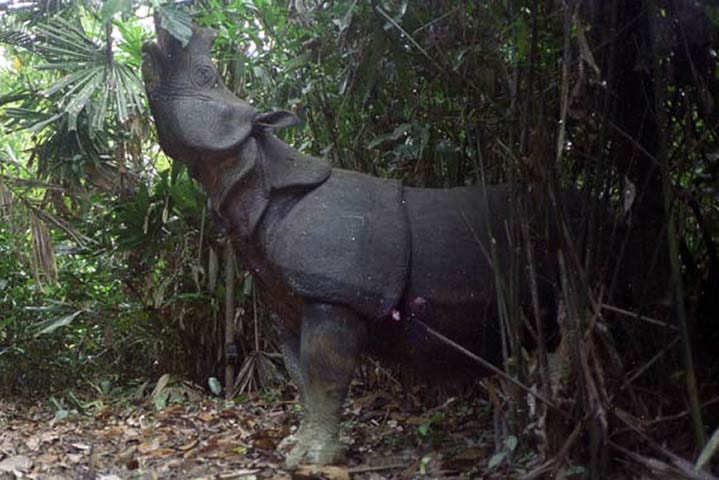 week in wildlife: Indonesia rhino