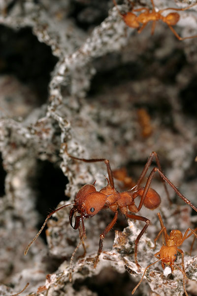 week in wildlife: Texas leafcutter ants