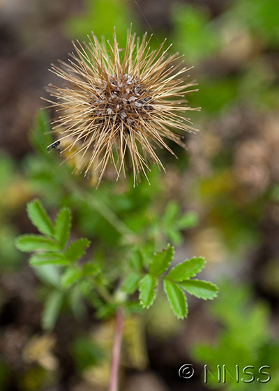 week in wildlife: Invasive plants in UK