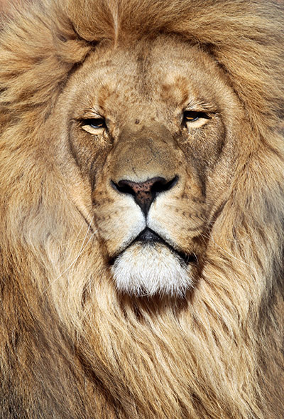 week in wildlife: Lion
