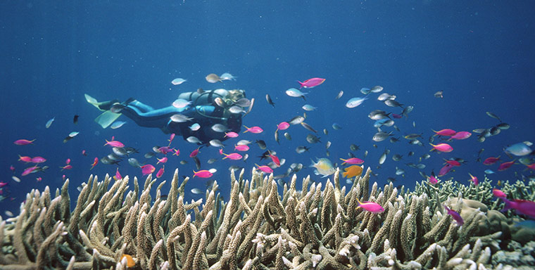 week in wildlife: coral reefs