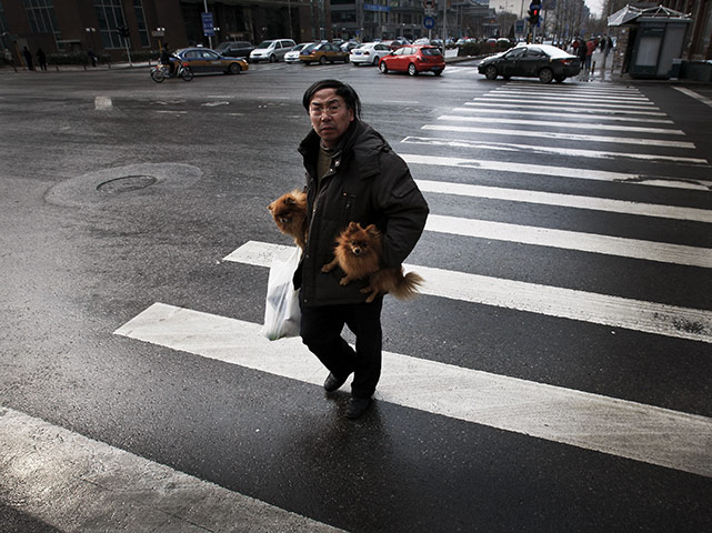 from the agencies: A man carries his dogs over a pedestrian crossing