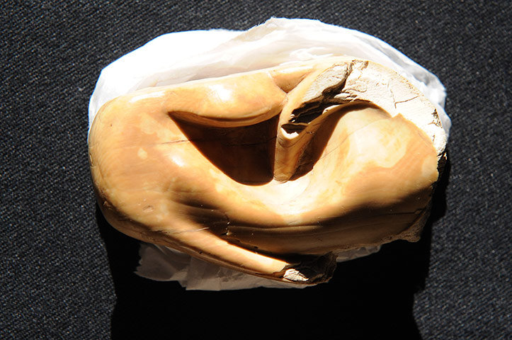 Nimrud Ivories: A carved ivory ear from a life-size statue