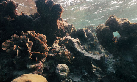 "Bleached" coral reef off Caye