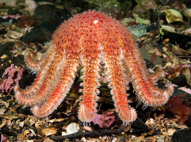 Paul Naylor: Great British Marine Animals 