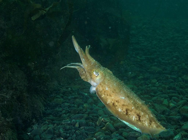 Paul Naylor: Great British Marine Animals 
