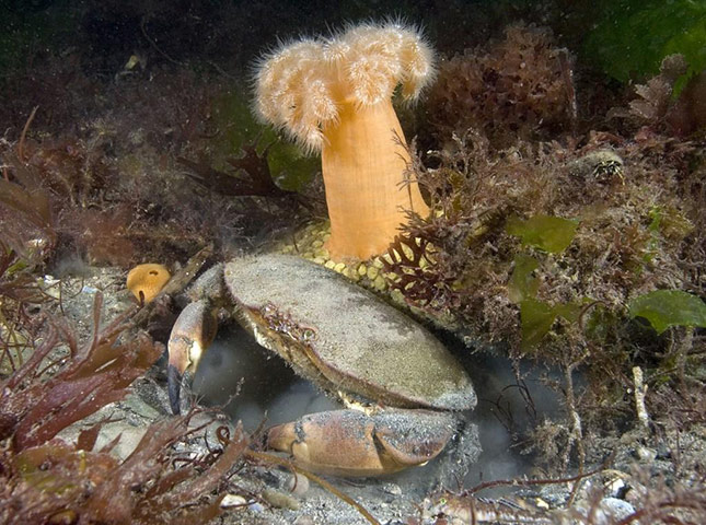 Paul Naylor: Great British Marine Animals 